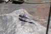 Orthetrum brunneum